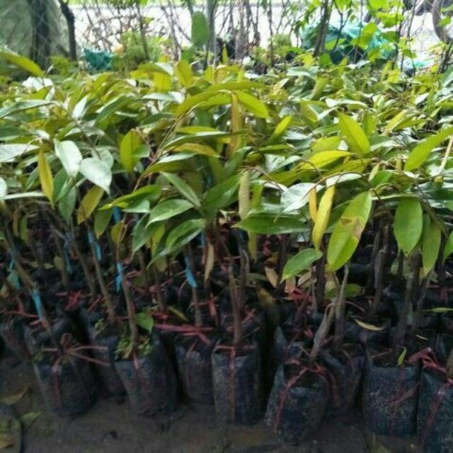 Cây giống sầu riêng ri6 siêu sớm