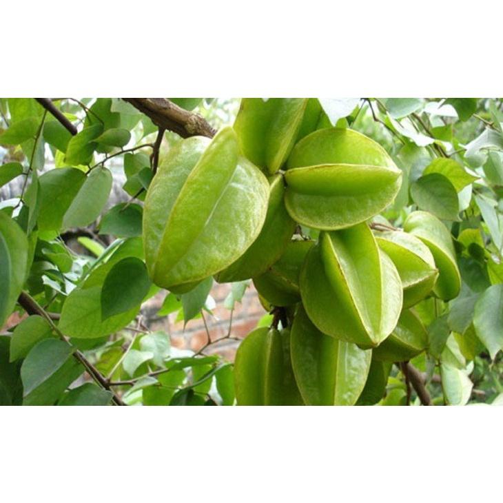Cây giống Khế Chua TRỒNG CHẬU .