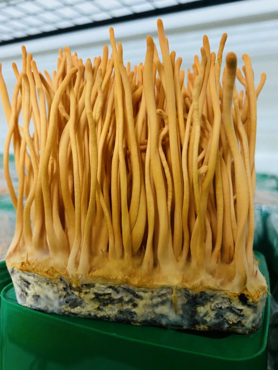 ĐÔNG TRÙNG HẠ THẢO TƯƠI 170G - 200G