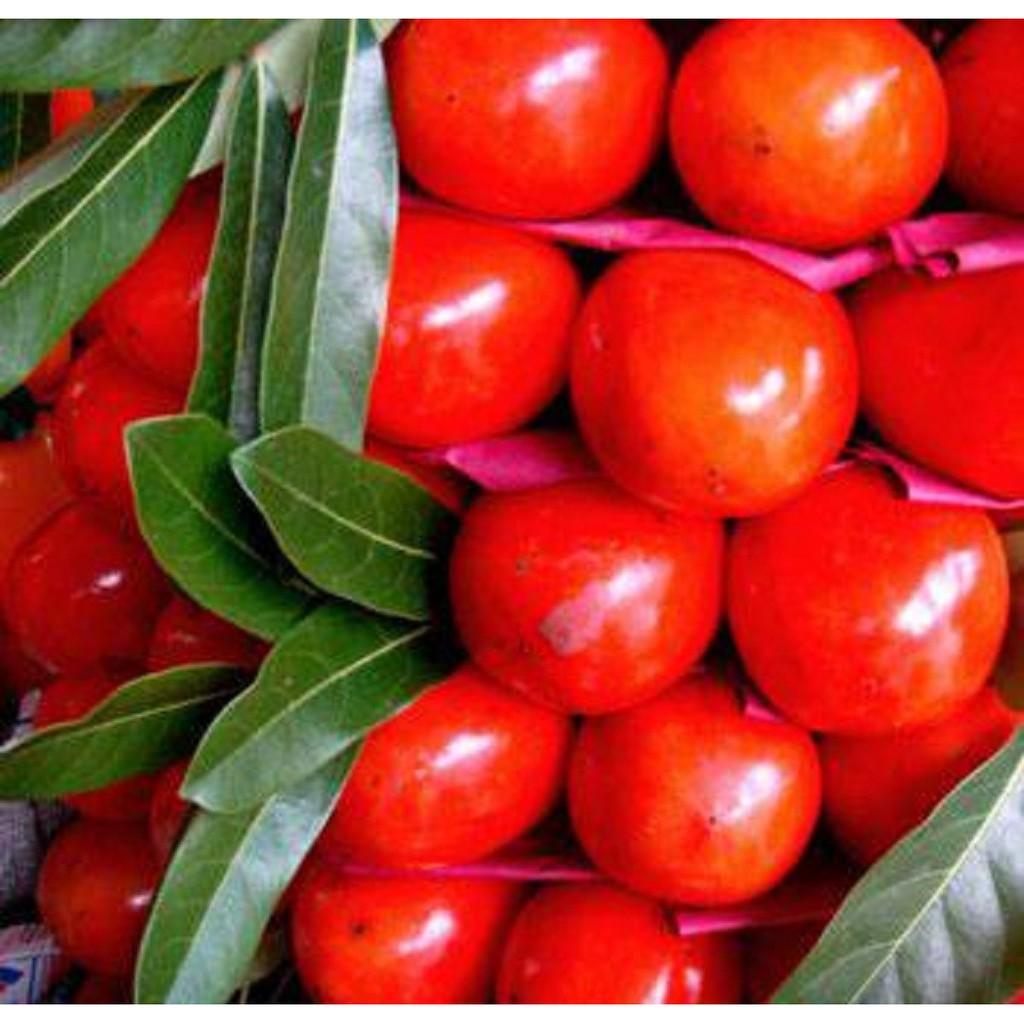 Cây giống hồng đỏ cây giống chuẩn F1 cho năng suất cao