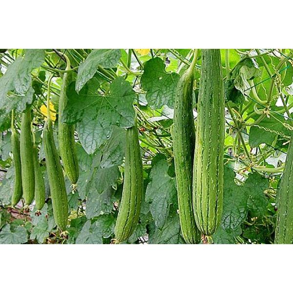 Hạt giống mướp hương Việt Nam siêu thơm - Rất Dễ Trồng, Thơm, Ngọt gói 2g