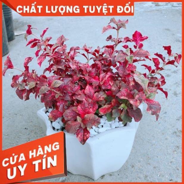 Chậu Ruby Đỏ