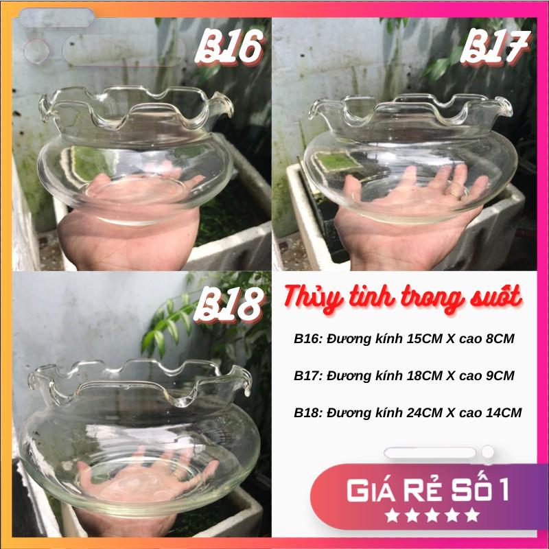 Bể cá mini, chậu cá để bàn TAI BÈO