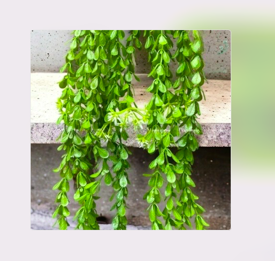 Cụm lá rủ giả, dây leo trang trí, cụm lá treo tường trang trí ban công nhà cửa, nhà hàng, quán ăn