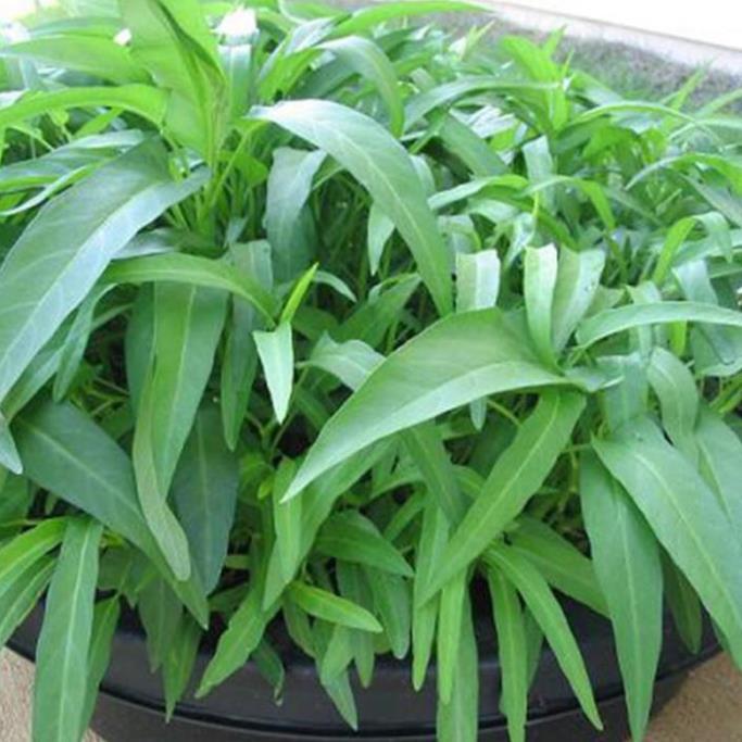 HẠT GIỐNG RAU MUỐNG LÁ TRE HẠT GIỐNG F1+ 700g phân thỏ hữu cơ