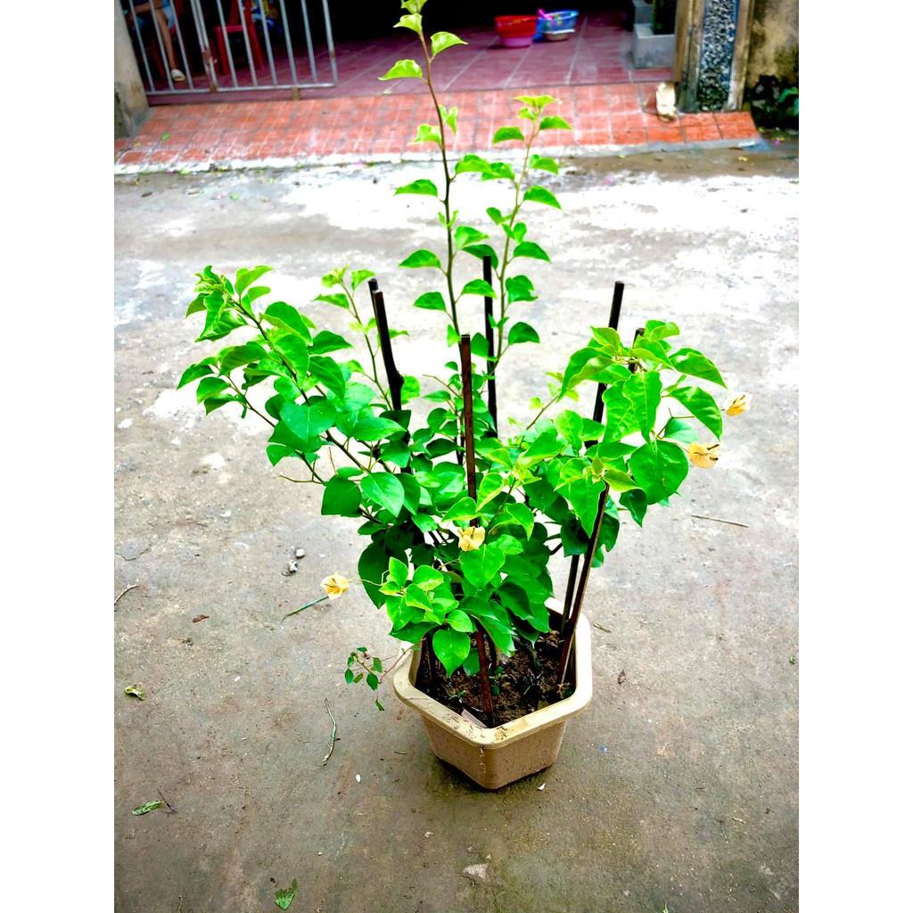 Cây giống cây hoa giấy màu vàng đang hoa cao 50-70cm