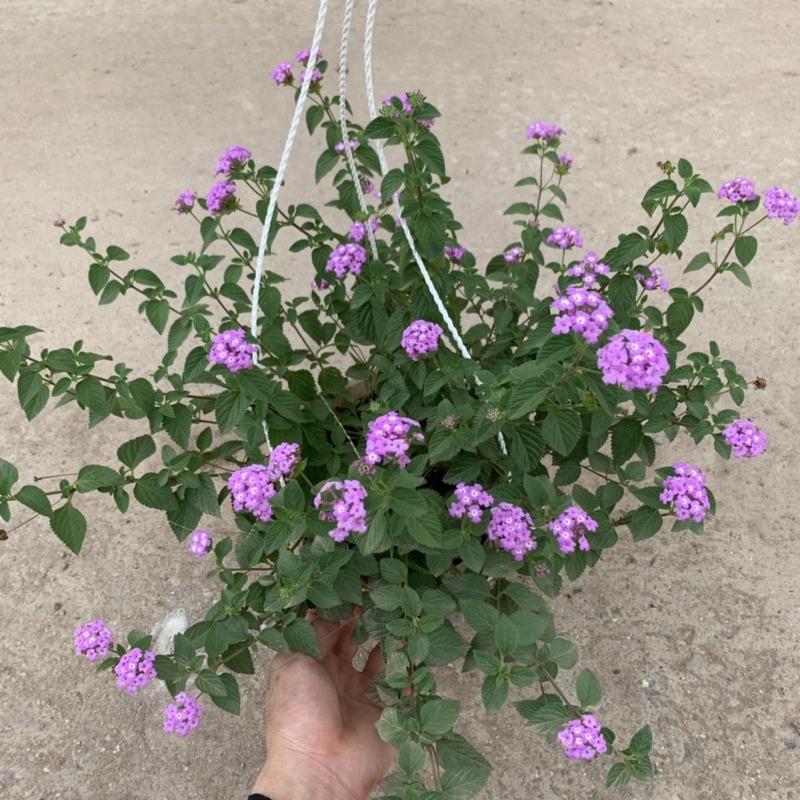 Chậu hoa ngũ sắc tím rủ treo bán kính 25-30cm, chậu hoa treo ban công, sân vườn nở rực rỡ đẹp mắt
