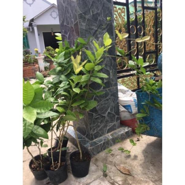Cây hoa mai xanh thái