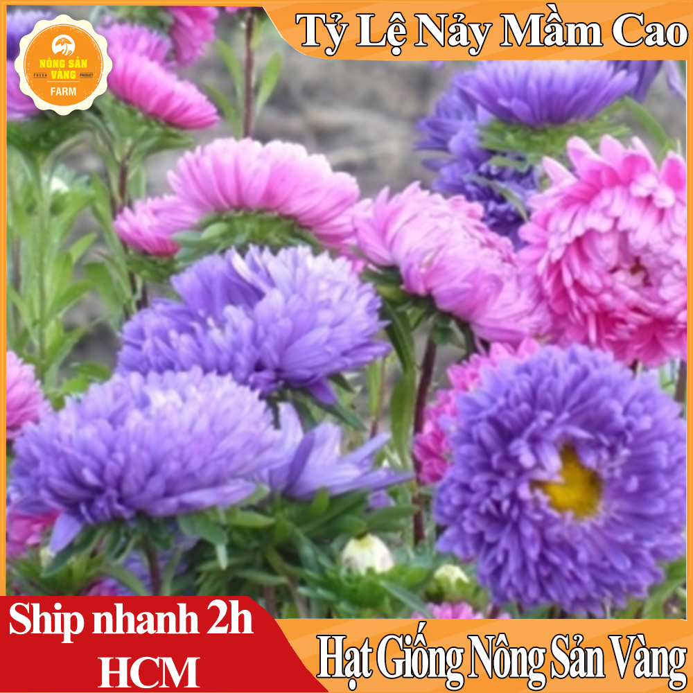 Hạt Giống Hoa Cúc Đài Loan Lùn Mix Màu, Hoa Đẹp Lâu Tàn - Nông Sản Vàng