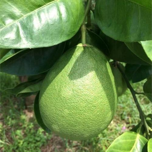 Cây giống bưởi năm roi
