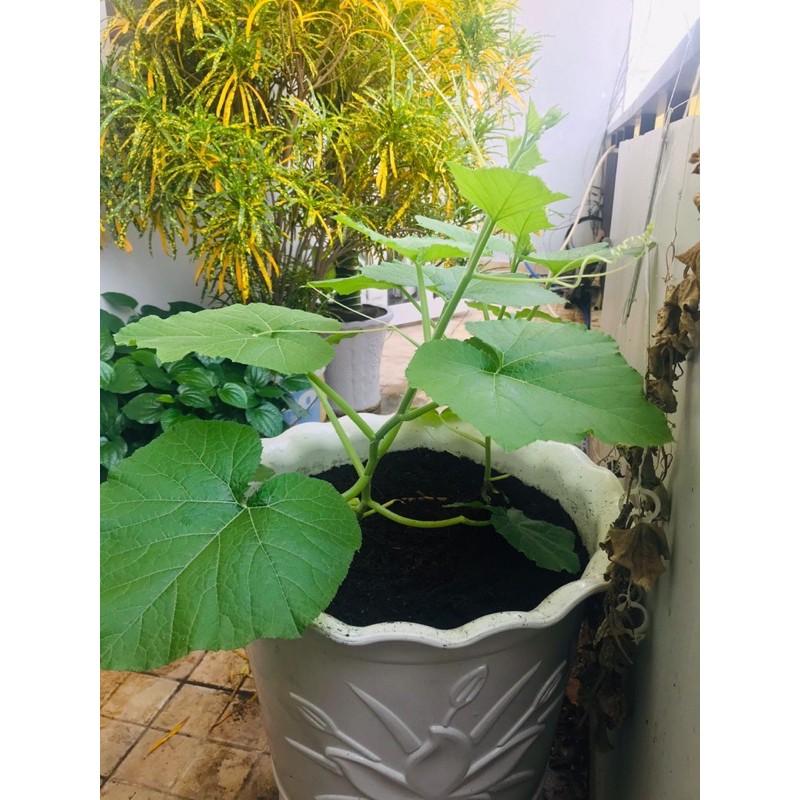 Hạt giống bí siêu ngọn