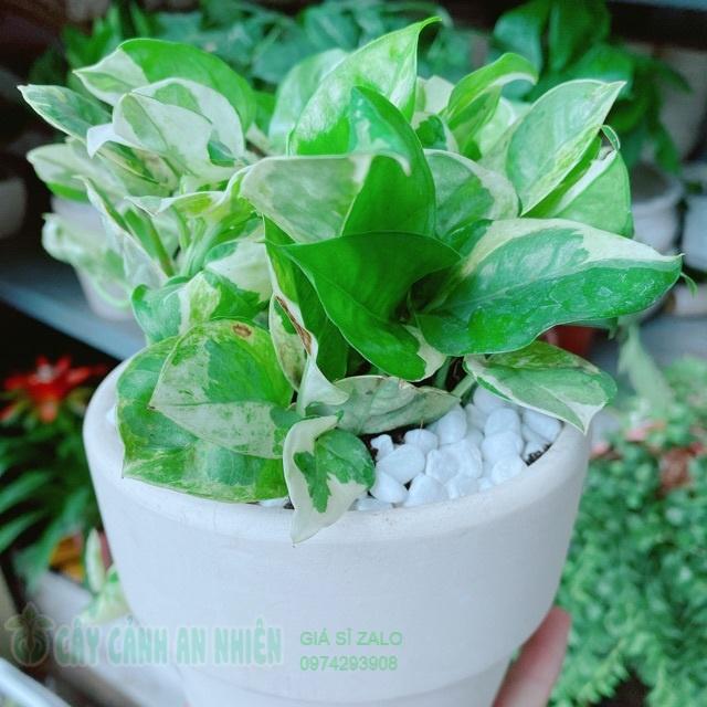 Trầu bà sữa