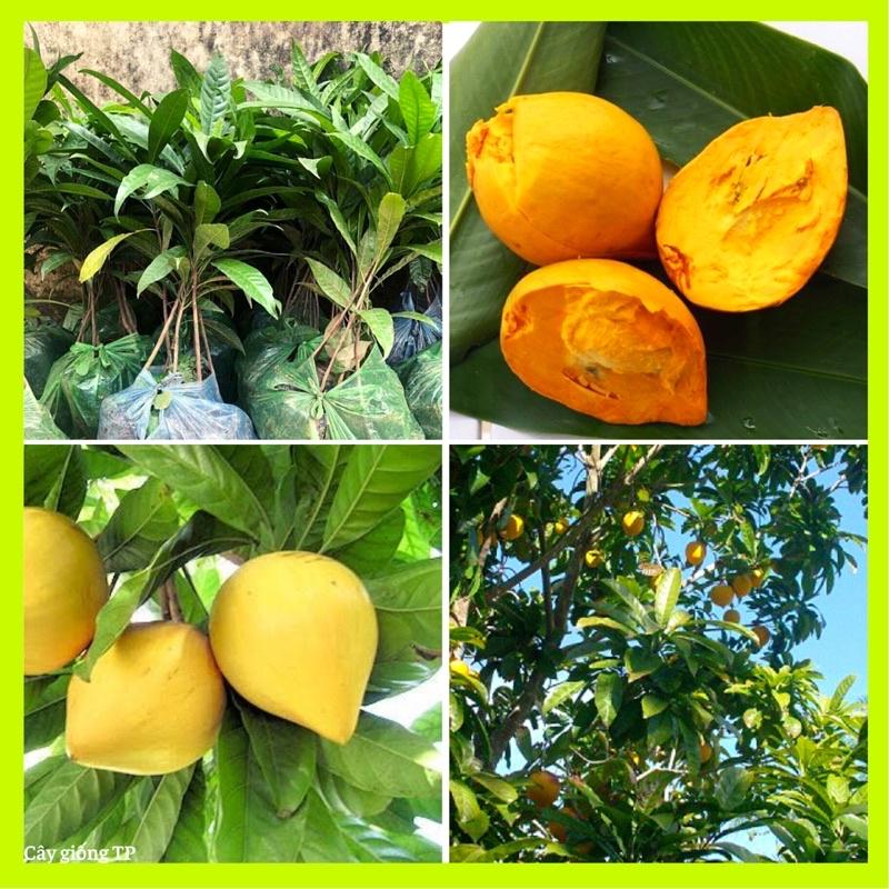 Cây giống trứng gà hay Lêkima.
