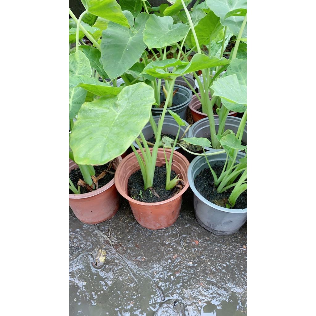 Bạc Hà Nấu Canh