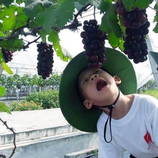 Cây Giống Nho Hạ Đen Không Hạt