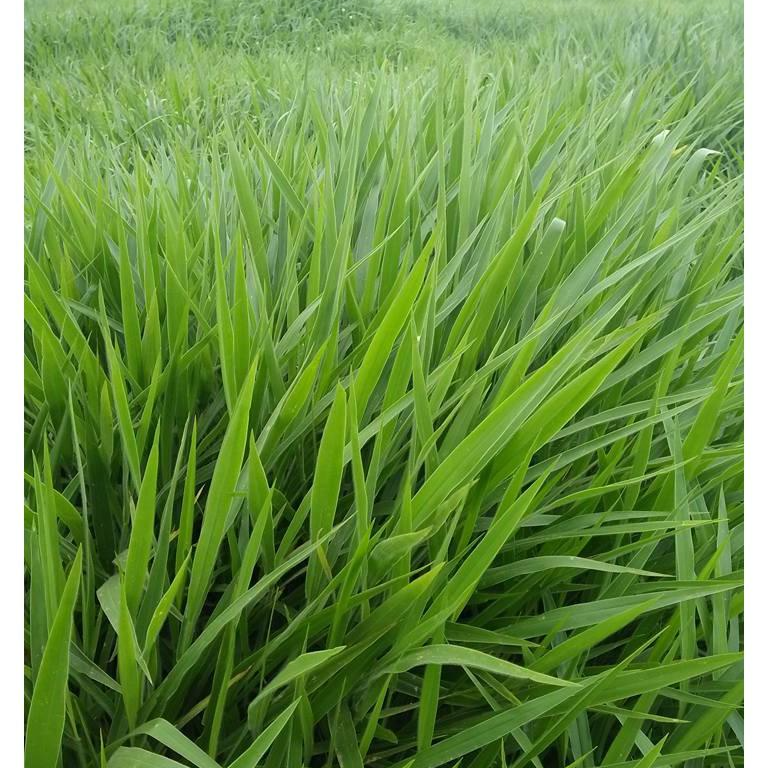 Hạt giống cỏ Ruzi - Cỏ chịu dẫm đạp Chất lượng cao, giống chuẩn