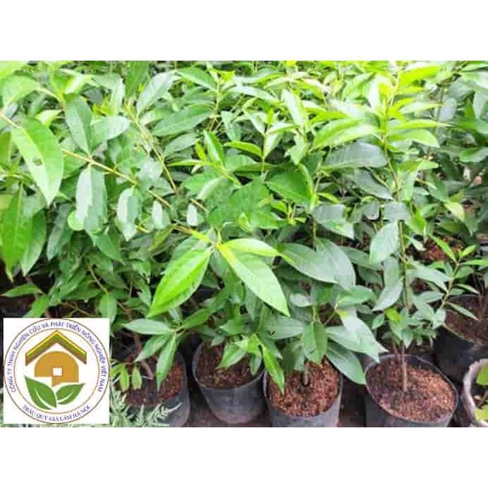 Cây giống chè vối nếp
