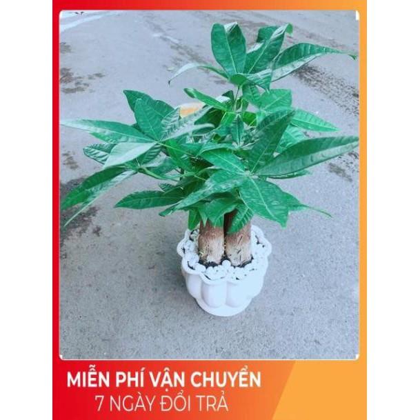 Chậu Kim Ngân 3 Thân Size Lớn
