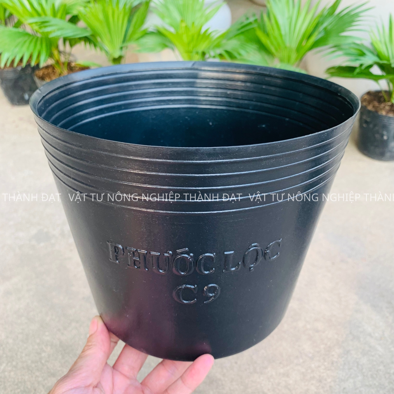 Bầu ươm cây cứng c9 hàng dày