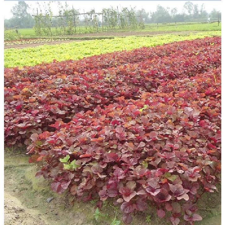 Hạt Giống Rau Dền 3 Màu - Gói 1kg