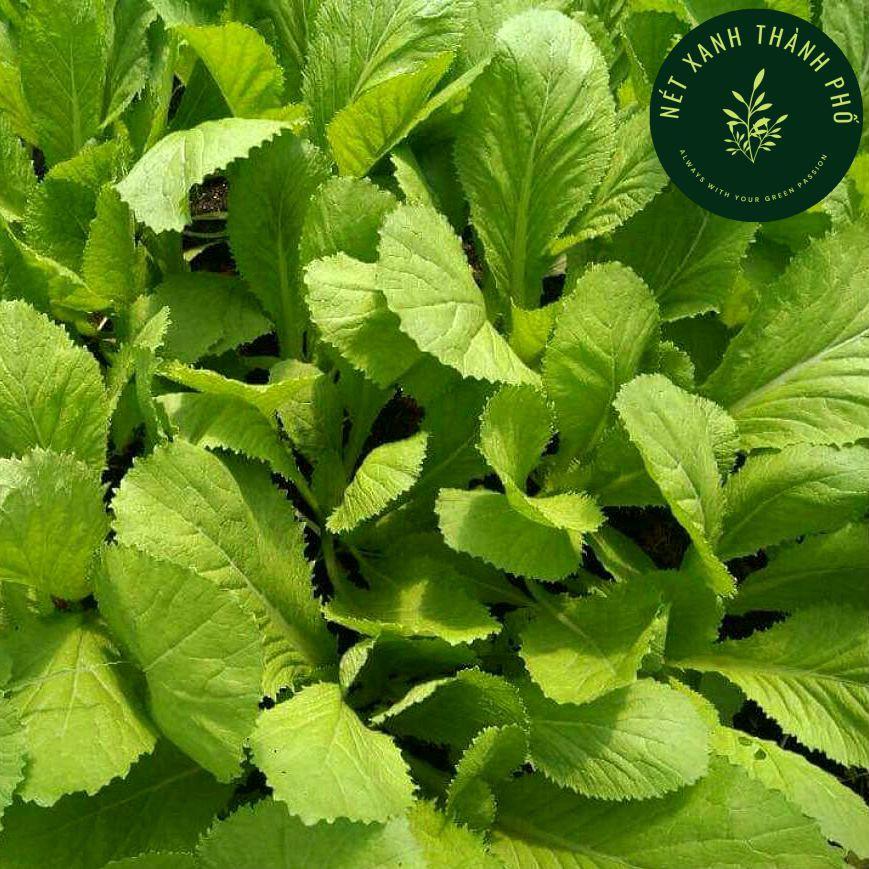 Hạt giống Cải Bẹ Xanh Mỡ Ăn Non, gói 20g, thu hoạch sau 7-10 ngày