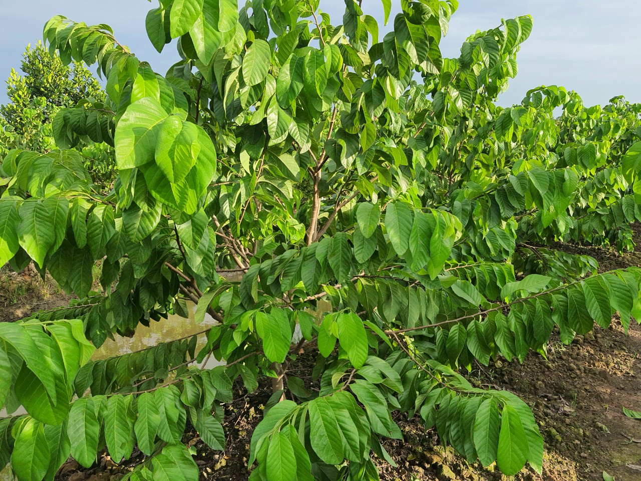 PHÂN BÓN HUMIC GIÚP CÂY KHỎE, XANH LÁ, PHÁT TRIỂN, TƠI XỐP ĐẤT - DẠNG VẢY TAN CAO CẤP