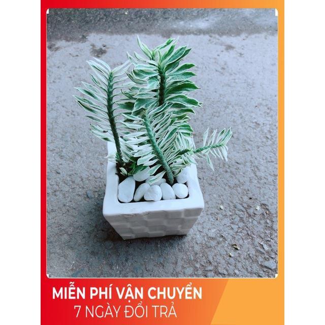 Chậu Cây Chân Rết