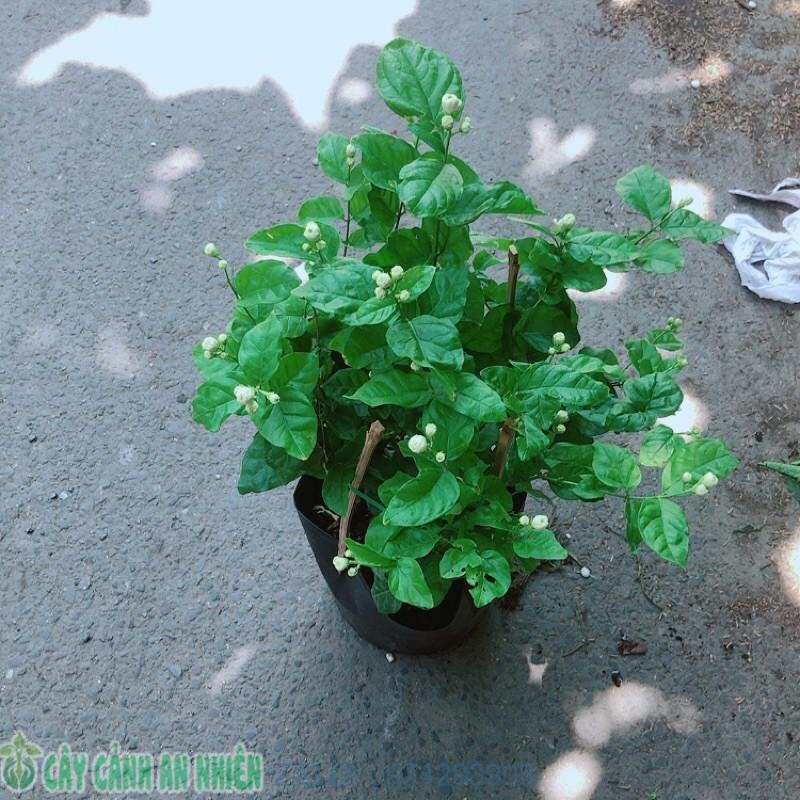 Bụi Hoa Nhài Cho Hoa Thơm