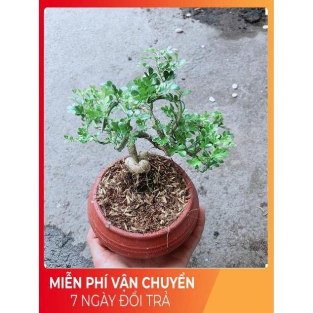 Chậu Cây Cần Thăng