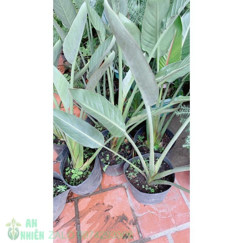 Chuối Thiên Điểu