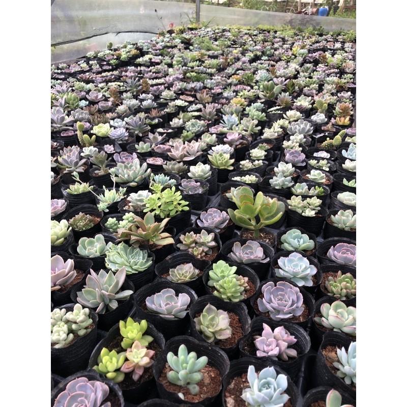 105k ComBo 10 cây 10 loại sen đá