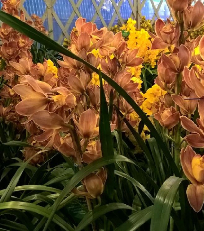 Combo 2 Củ  hoa địa lan santo hoa màu cam