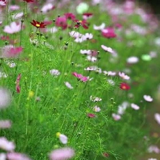 Bộ 2 gói hạt giống hoa cúc sao nháy nhiều màu -1 gói 100 hạt