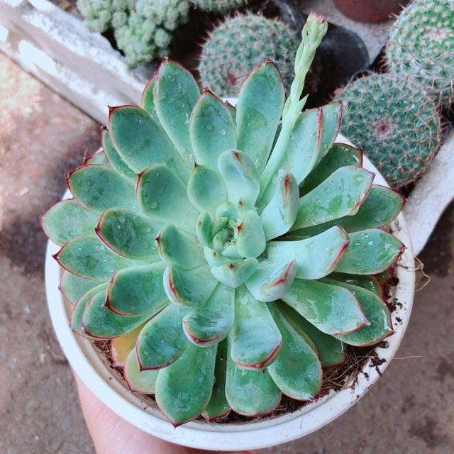 Sen đá viền hồng size đại