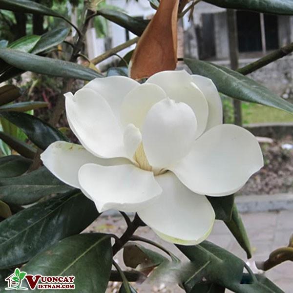 Cây sen đất  - cây to