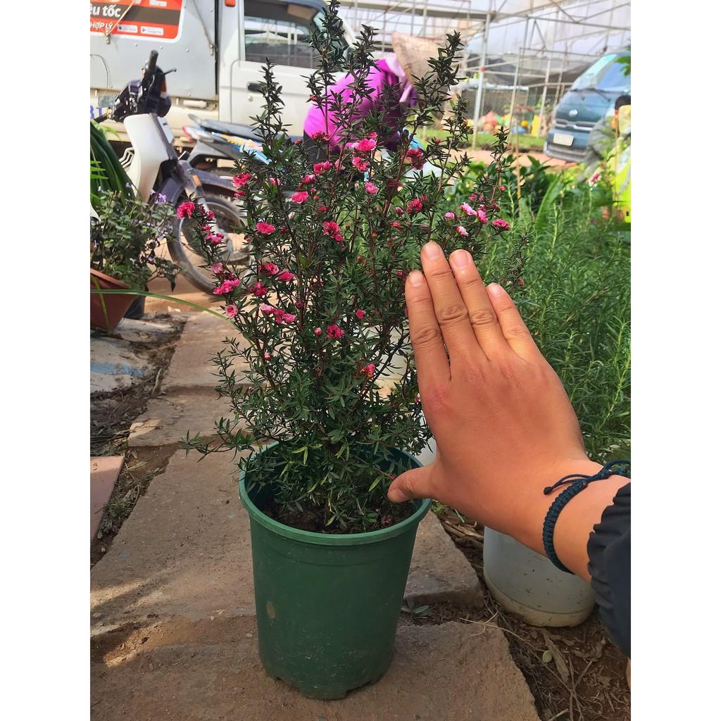 Cây Tùng Tuyết Mai GIÁ TẠI VƯỜN hoa nở sặc sỡ dễ chăm sóc, nhiều ý nghĩa trong phong thủy nhiều may mắn,bình an
