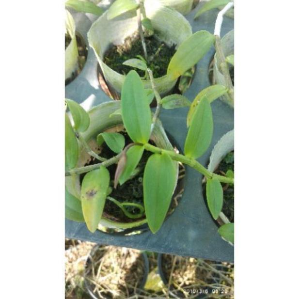 Giả Hạc Hoa Hồng Đỏ + 700g phân thỏ hữu cơ ki mập khỏe ấm chậu