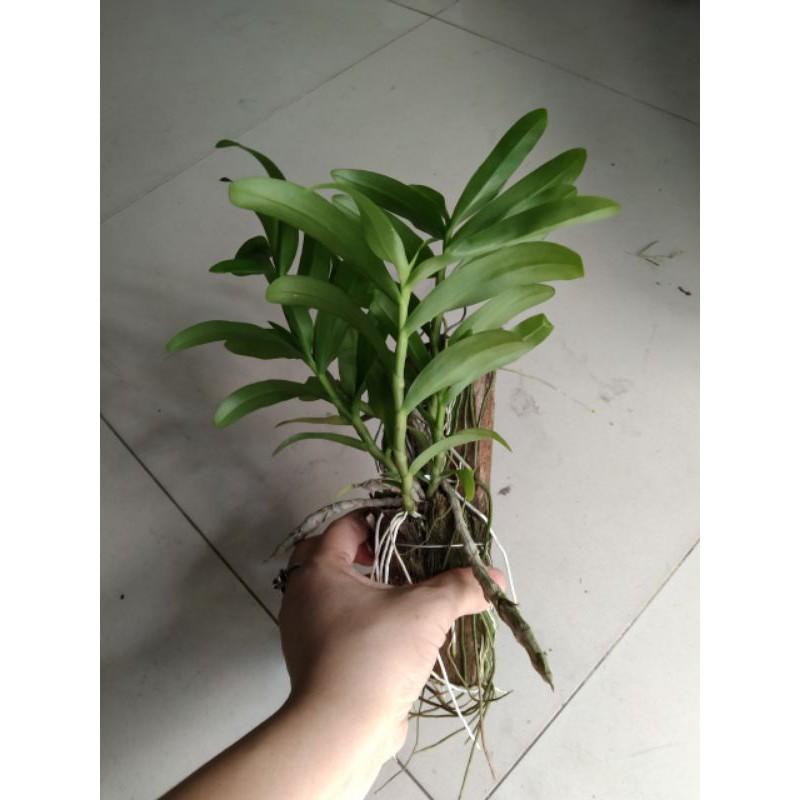 Lan Trầm Tím Hàng Thái , cây cực đẹp