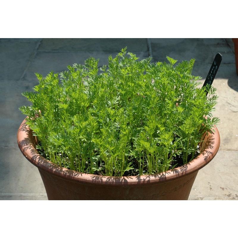 Hạt Giống Cà Rốt F1 Gói 1.5gr Chịu Nhiệt - Dễ Trồng - Củ Mập