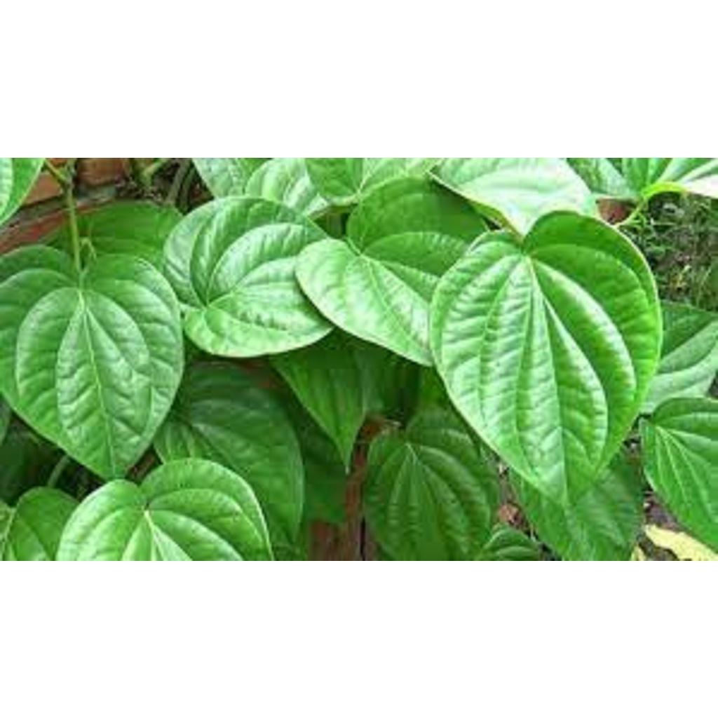 1 KG LÁ TRẦU KHÔNG TƯƠI.