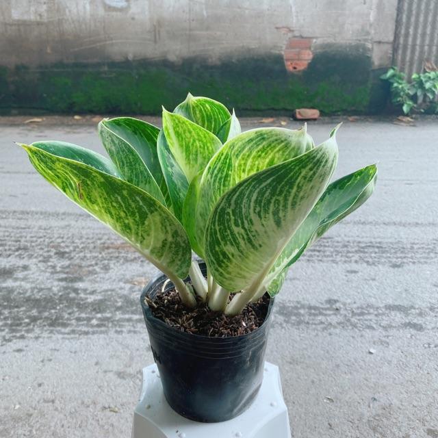 Cây Tài Lộc Xanh