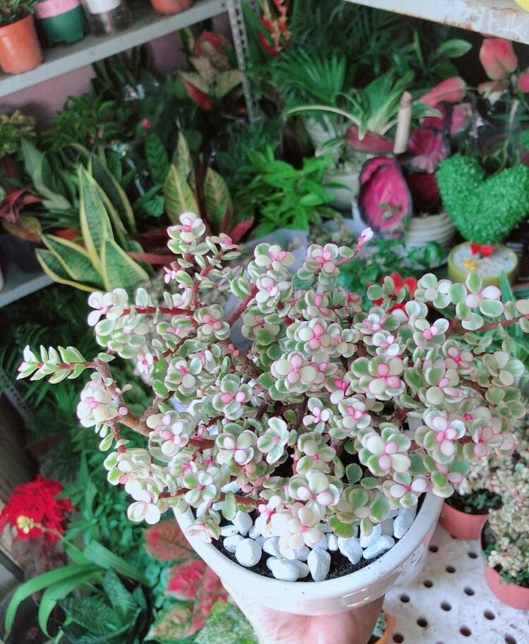 Chậu Cây Cành Vàng Lá Ngọc