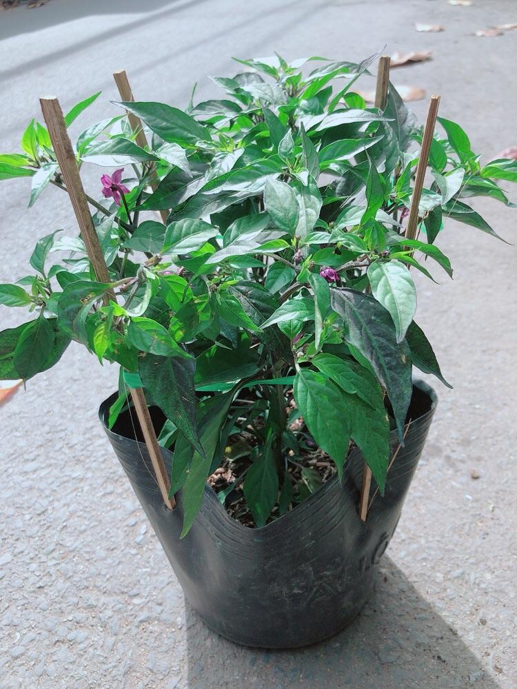 Bụi Ớt Tím