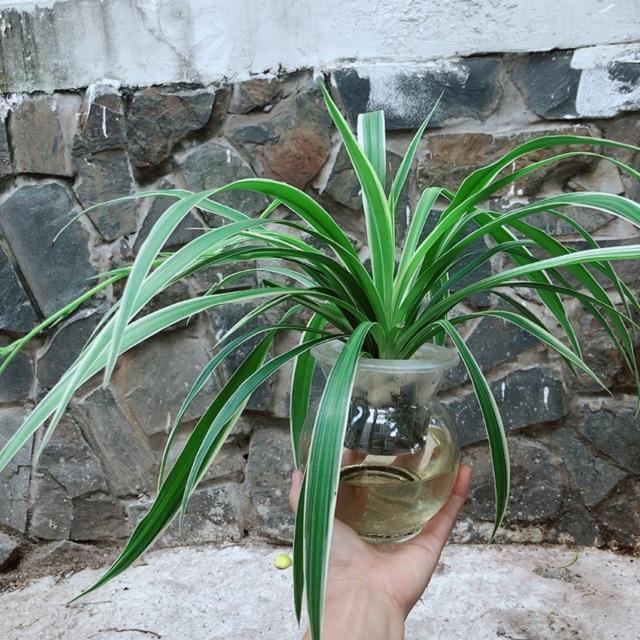 Chậu Cây Dây Nhện Thuỷ Sinh