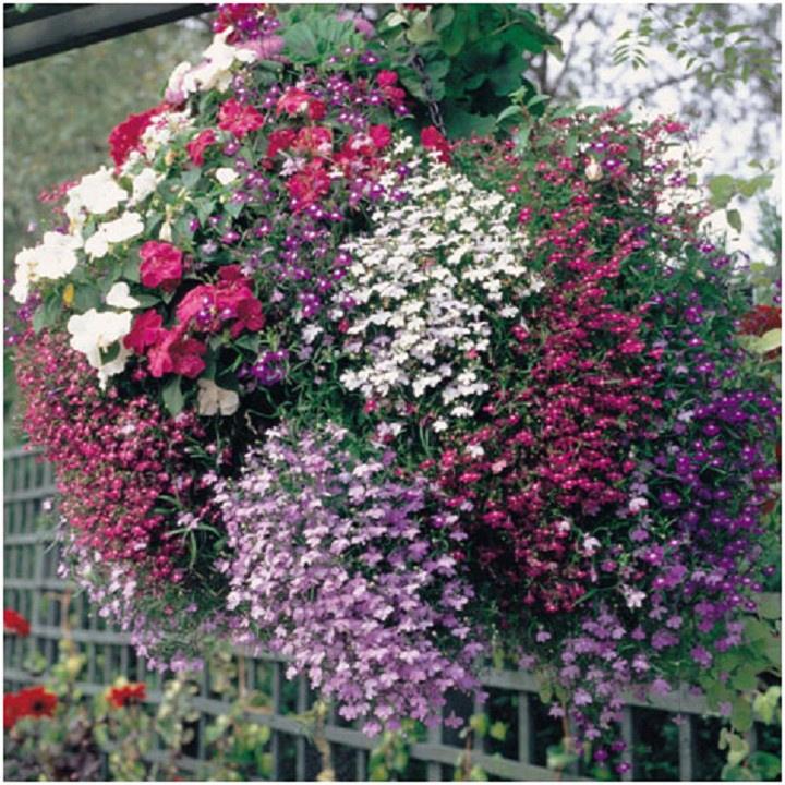 Hạt giống hoa cúc lobelia nhiêu màu,hạt giống tốt - gói 100 hạt