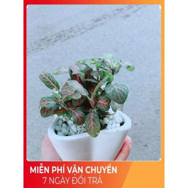 Chậu Cẩm Nhung Đỏ