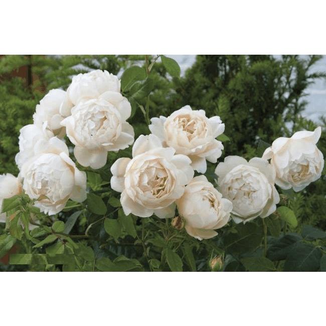 Hạt giống hoa hồng leo Pháp nhiều màu KNS3422 - Gói 10 hạt