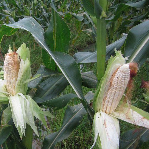 Hạt giống ngô nếp, bắp nếp F1 cao sản - gói 500g - ngô dẻo, thơm, bắp to, đều hạt