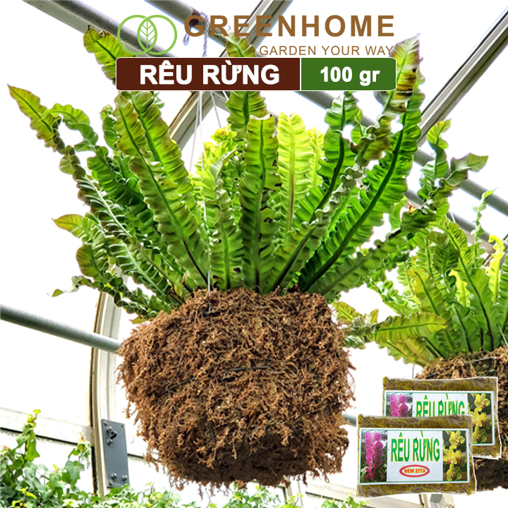 Rêu rừng, bao 100gr, đã qua xử lý, giữ ẩm tốt, chuyên phong lan, kiểng lá | Greenhome