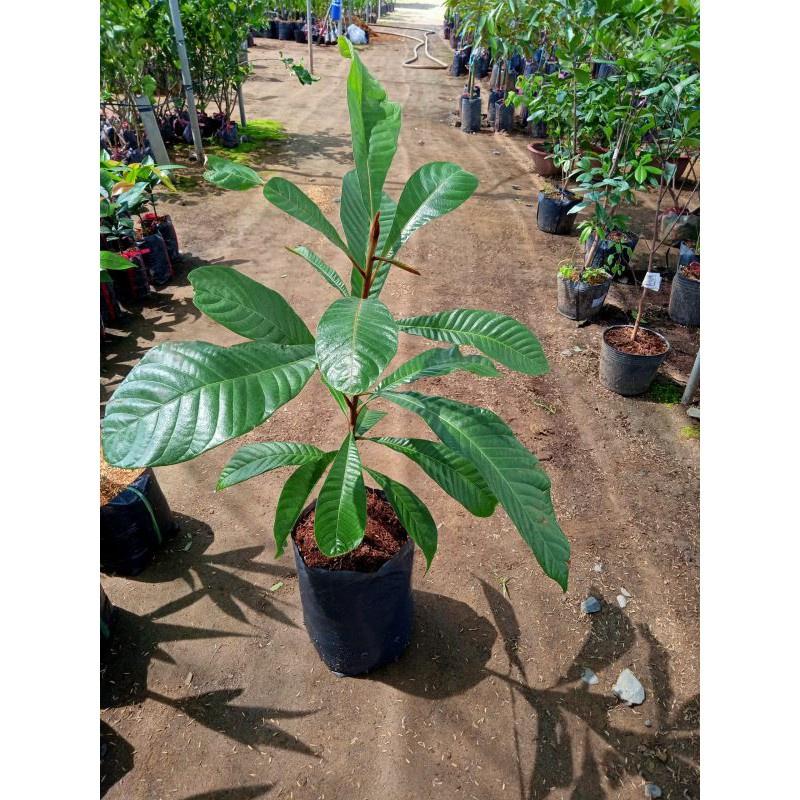 Cây giống Hồng Xiêm ghép
